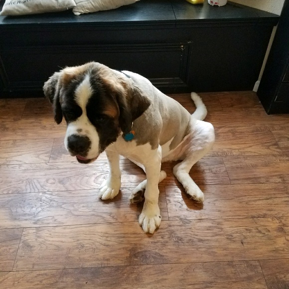 Meet your Posher, Amy - Picture 1 of 1